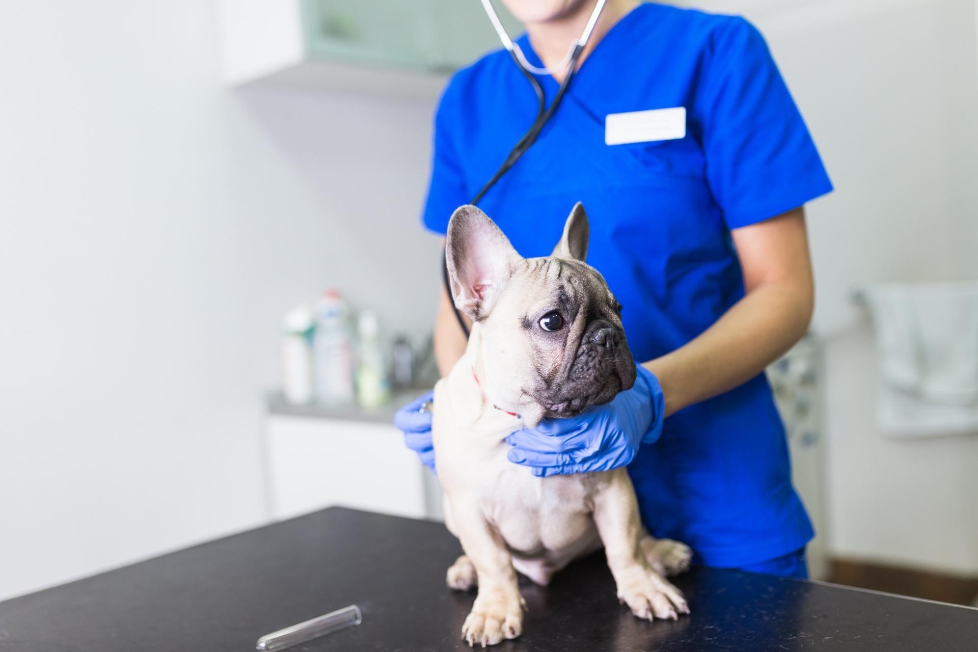病院への緊急送迎に対応 | 埼玉のペットタクシーならペットタクシー COCOタク 埼玉川越店